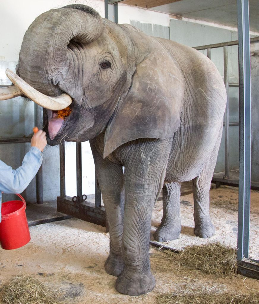 Strafbefehl gegen Zirkusdirektor nach tödlichem Elefantenangriff