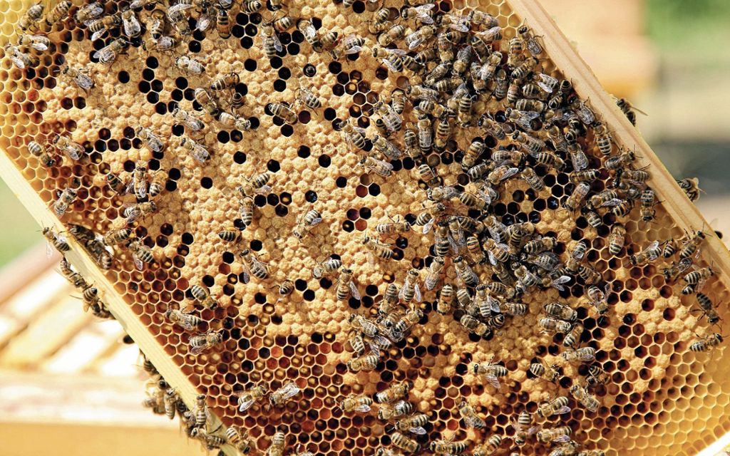 KREIS ESSLINGEN: Imker im Kreis haben noch keine verunreinigten Platten entdeckt - „Wir werben seit Jahren für eigenen Wachskreislauf“: Verunreinigte Waben bedrohen Bienen
