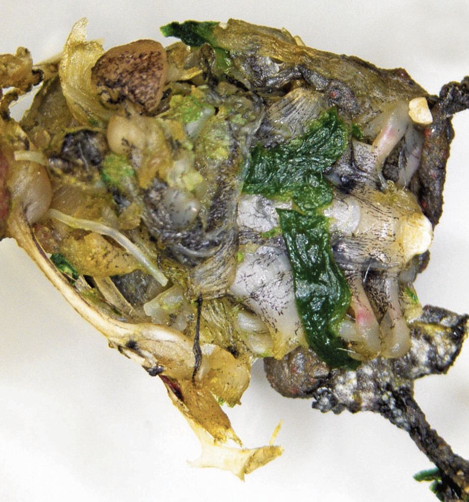 Was die Lebensmittelkontrolle so findet - Bilanz 2015 vorgelegt - Essen ist im Grunde so sicher wie selten: Kröte im Spinat