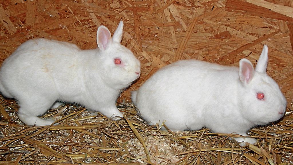 ESSLINGEN:  Die beiden Kaninchenfreunde suchen ein neues Zuhause - Für Familien mit Kindern eignet sich das Duo nicht: Tom und Jerry hoppeln nur gemeinsam