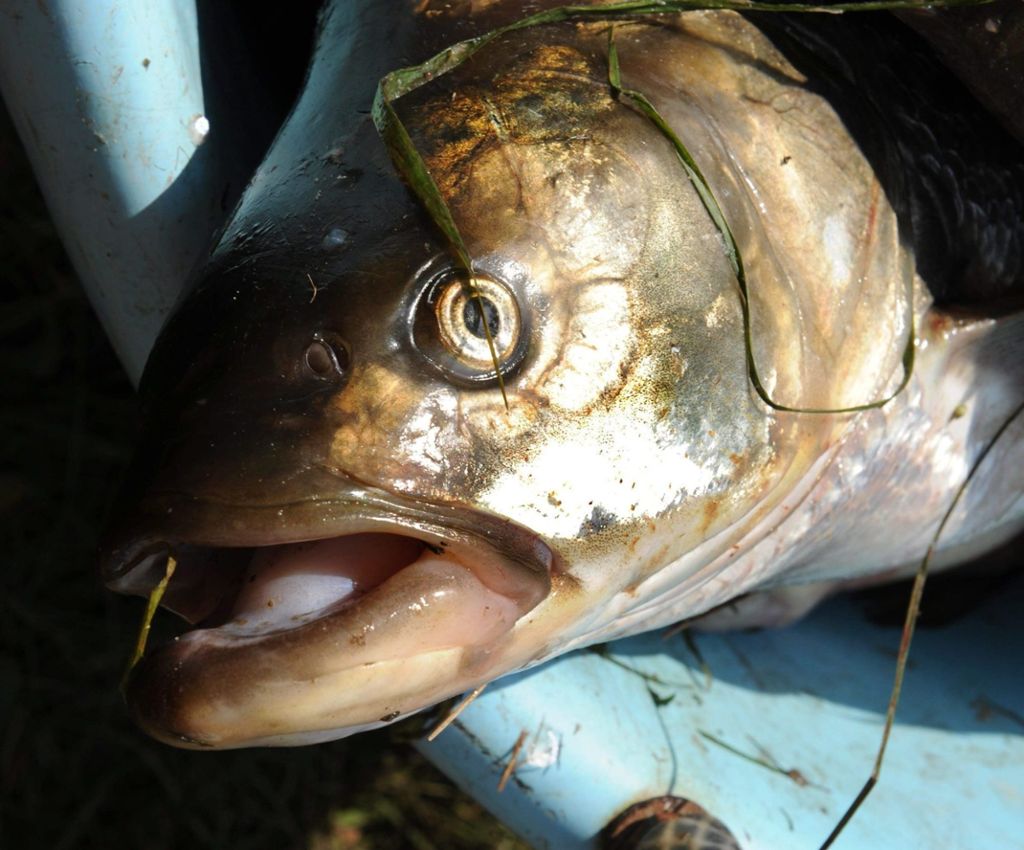 Geplatztes Rohr in Biogasanlage - zahlreiche Fische getötet