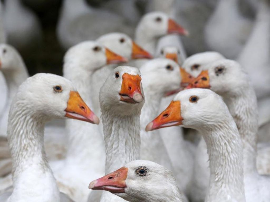 Geflügelwirtschaft spürt keinen Absatzrückgang durch Vogelgrippe