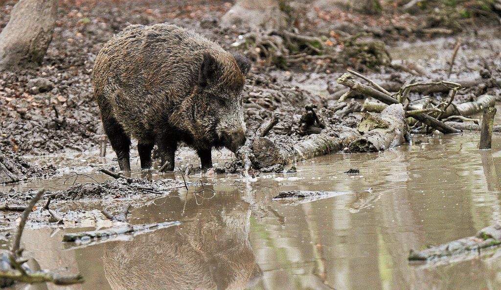 KREIS ESSLINGEN: Wiesenbesitzer ärgern sich über Wildschweinschäden - Sie fühlen sich von Jägern im Stich gelassen: Wildschweine pflügen alles um