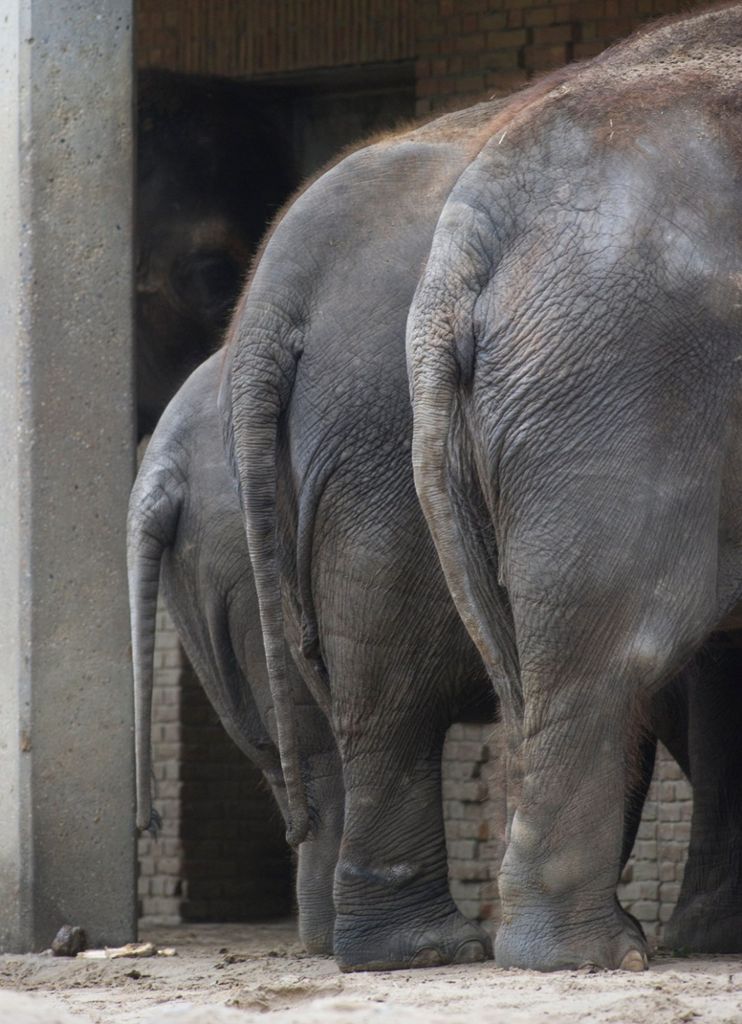 Freie Wähler informieren sich beim Circus Carl Busch über Tierhaltung: „Ein Wildtierverbot wäre völlig überzogen“