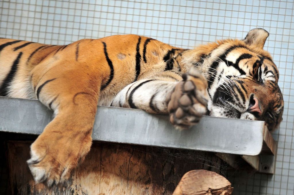 Die Wilhelma setzt mehr und mehr auf die soziale Struktur der Tiere: Deshalb tigert der Tiger allein im Tierpark