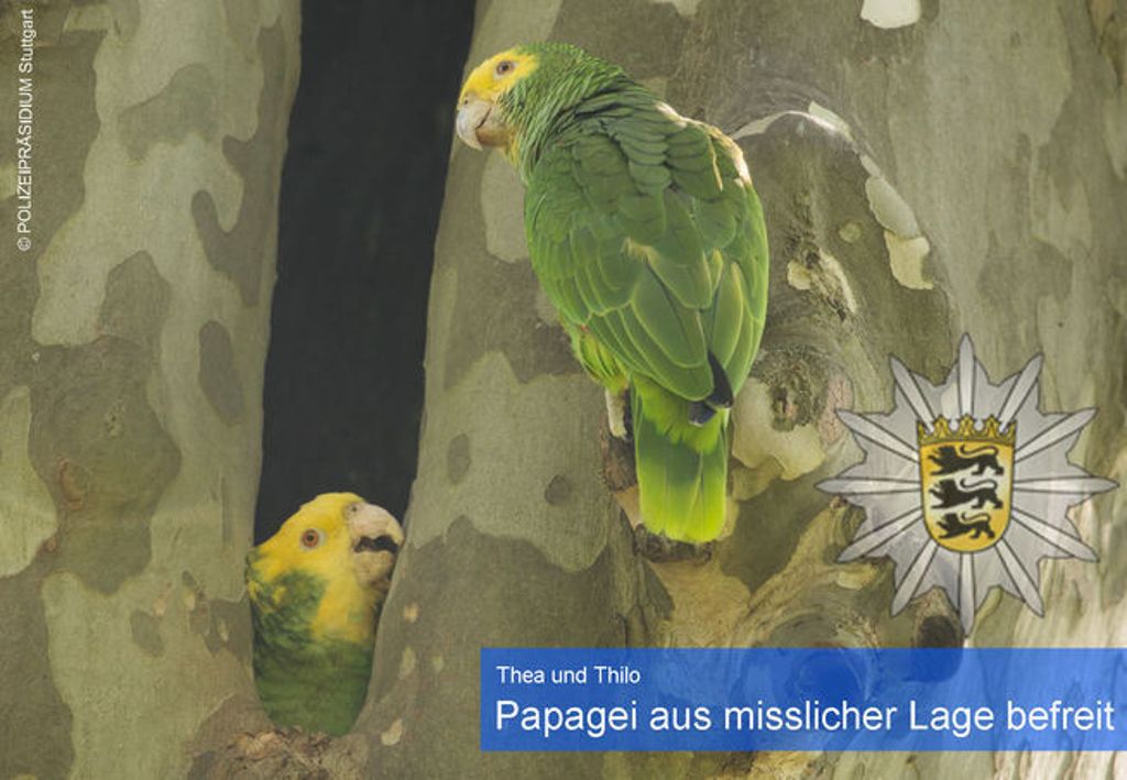 Vogel verfängt sich in Aushöhlung einer Platane: Papageiendame Thea gerettet