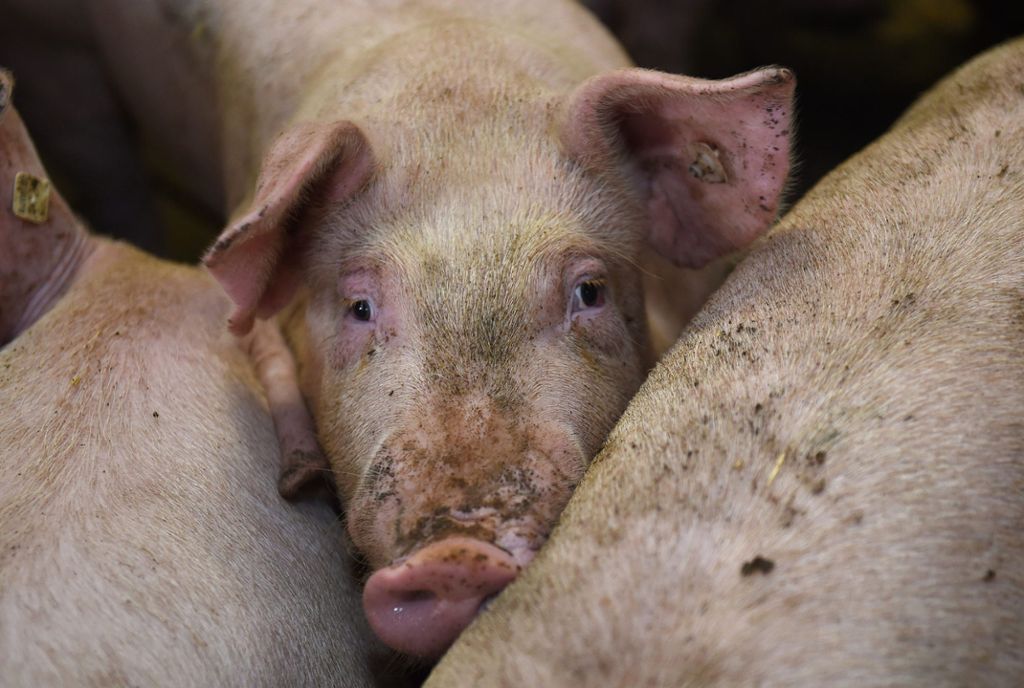 Missstände in Schweinemast: Tierschützer werfen Behörden Versagen vor 