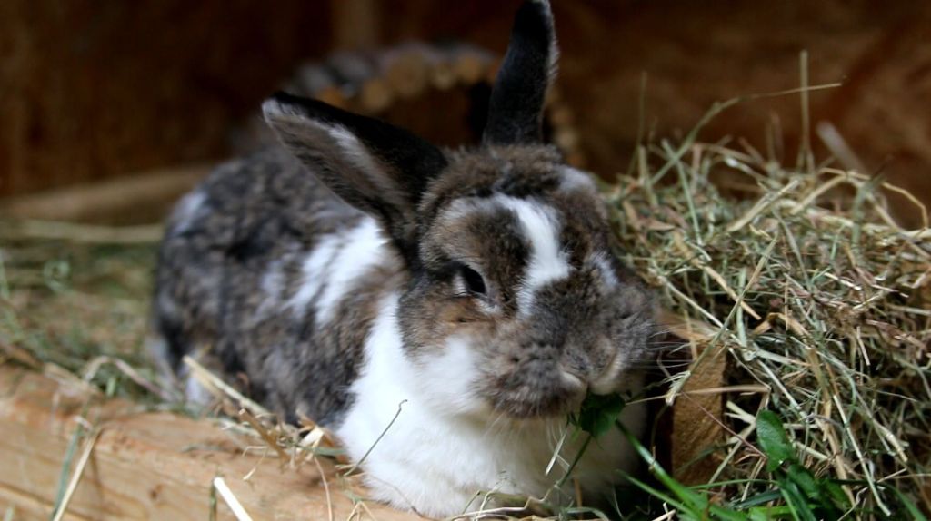 In der Serie Schnauze, Schnabel, Schnuppernäschen stellt die EZ Tiere aus dem Tierheim Esslingen vor: Mine und die Kaninchenfreunde aus dem Tierheim Esslingen