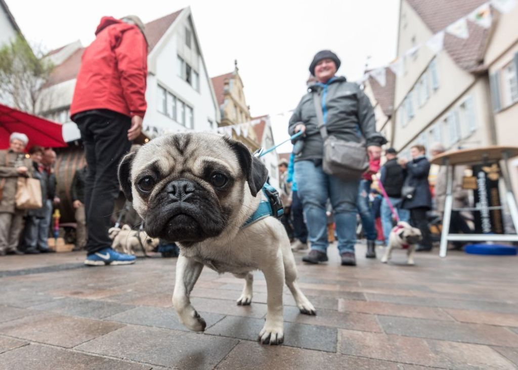 Zu schön, um wahr zu sein: Die 300 Jahre alte Legende vom treuen Hund, der von Belgrad nach Hause lief: Der Mops von Winnenden