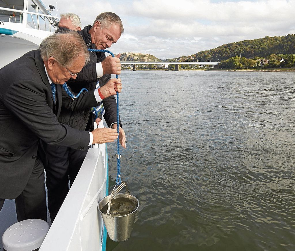 30 Jahre nach der Sandoz-Katastrophe sind zahlreiche Fische zurückgekehrt - Sorgen in puncto Sauberkeit des Flusses bereitet die Antibabypille: Wieder viele Lachse im Rhein
