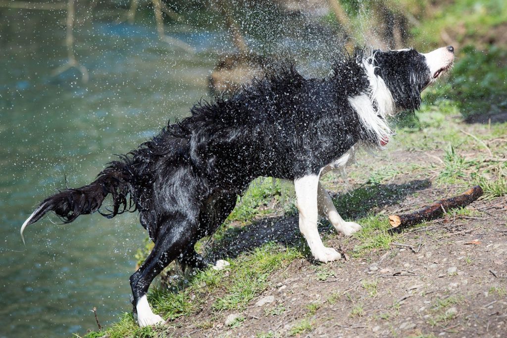 Geschwister retten Hund aus Neckarkanal