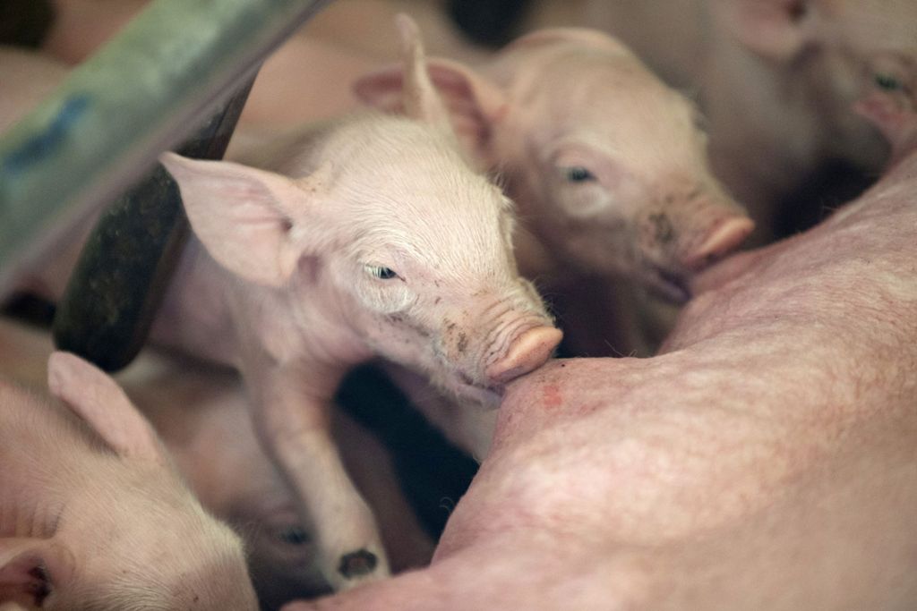 Schweinehalter in der Krise: Ist Bio eine gute Alternative?