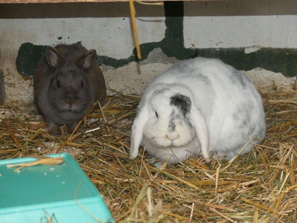 ESSLINGEN: Die Kaninchen Kitty und Moritz suchen ein ausbruchsicheres Zuhause: Familienzuwachs gefällig?