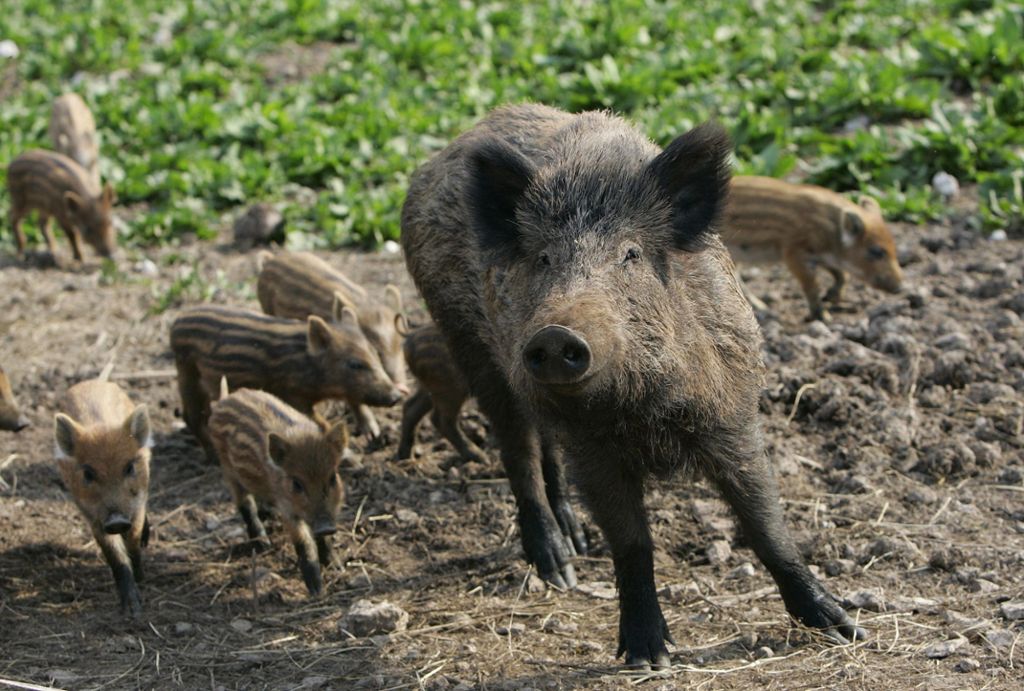 Tschernobyl: Wildschweinfleisch bleibt belastet