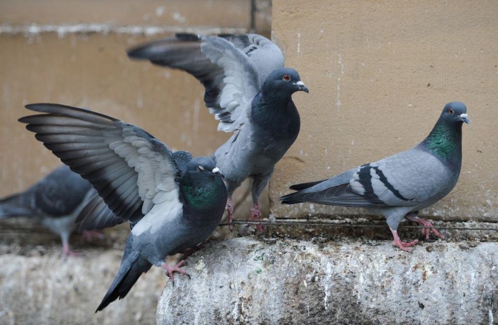 Täter drangen in Kleintierzuchtverband in Empfingen ein: Etwa fünfzig Tauben mutwillig geköpft