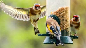 Ornithologie: Stunde der Gartenvögel - Bevölkerung soll Vögel zählen