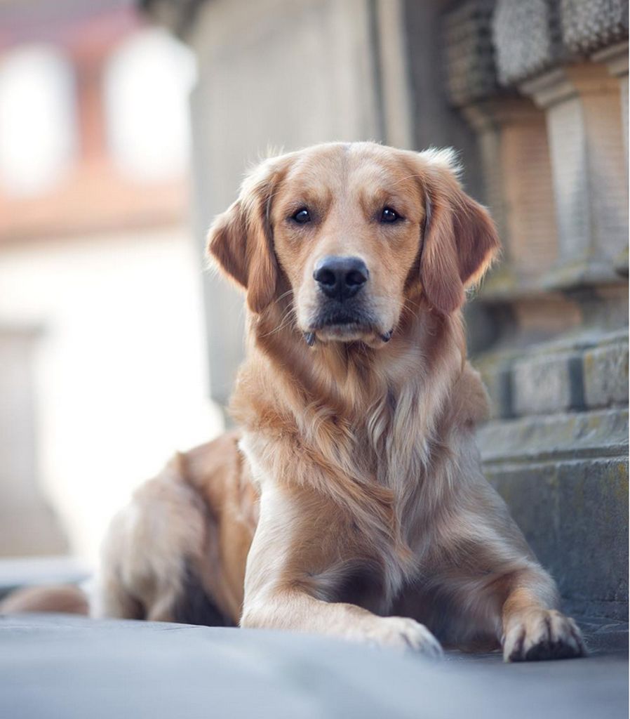 Der Golden-Retriever-Rüde ist ausgebildeter Therapiebegleithund: Hund Watson begleitet Opfer ins Gericht