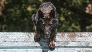 Polizeihund büxt aus –  Suche mit Hubschrauber