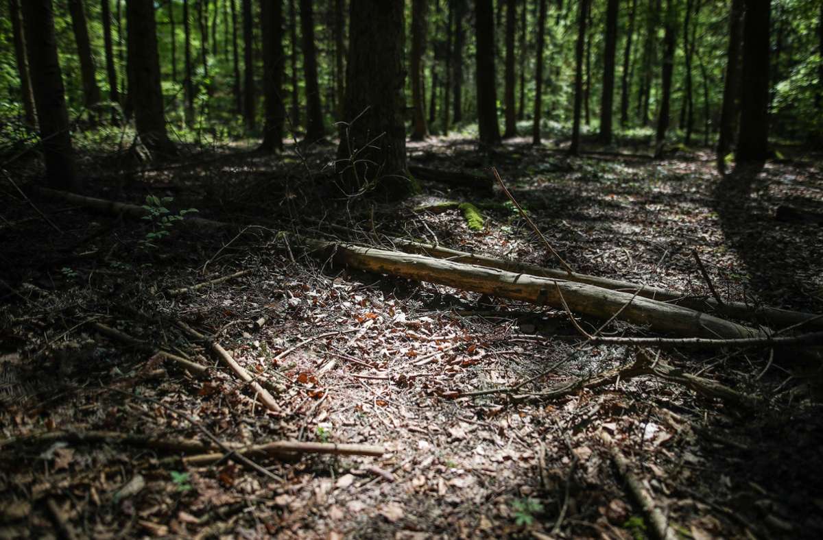 In russischem Wald: Pilzsammler finden  Koffer mit Leiche