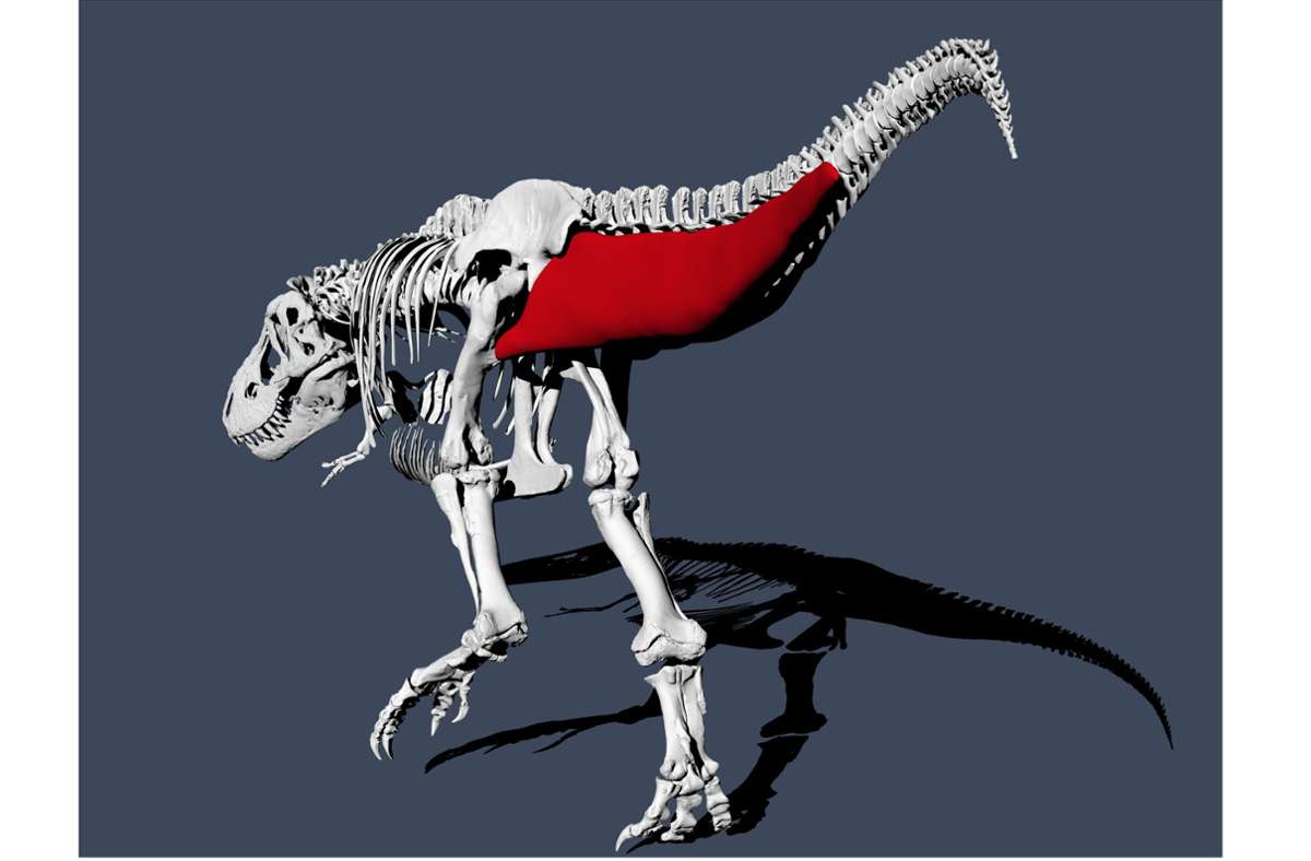 Das Bild zeigt eine Schwanzmuskelrekonstruktion des Tyrannosaurus Rex. Der Tyrannosaurus Rex war ein furchterregender Jäger, aber beim Gehen war der Dinosaurier wohl eher gemächlich unterwegs.