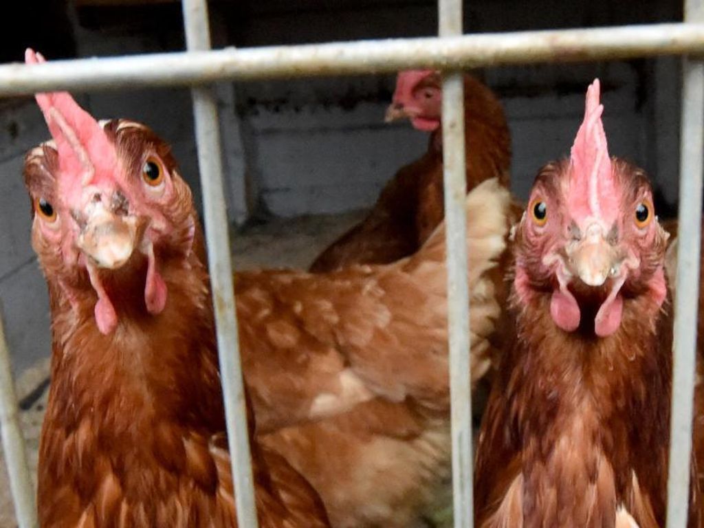 Landwirte im Kreis rüsten sich gegen das Vogelgrippe-Virus: Geflügelzüchter fürchten sich vor H5N8