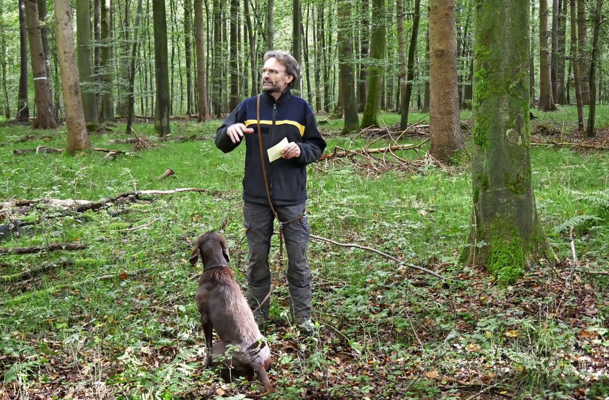 Rundgang mit Wendlinger Förster: Der Wald verändert sich schnell