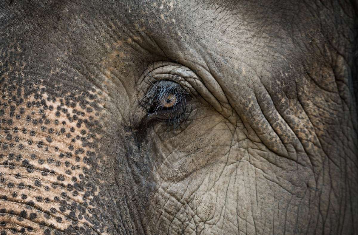 Elefanten sind auf dem mehrheitlich buddhistischen Inselstaat südlich von Indien beliebt, sie gelten als Verkörperung von Buddha selbst (Symbolbild). Foto: imago images/Panthermedia/dutourdumonde