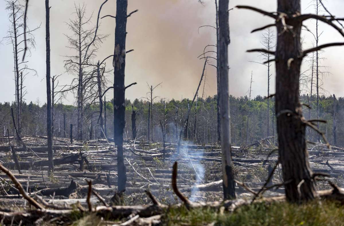 Baden-Württemberg: Waldverband warnt vor größeren Bränden wegen Trockenheit
