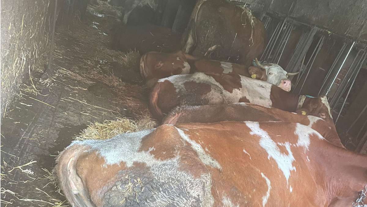 Tierschutz im Kreis Esslingen: Peta stellt Strafanzeige gegen Landwirt