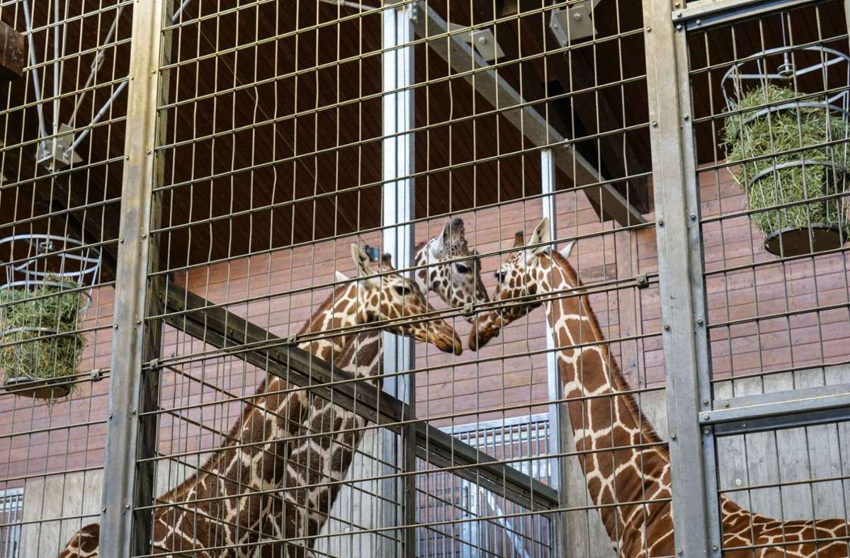Wilhelma in Stuttgart: Mit Nyiri und Sala kommen zwei neue Giraffen