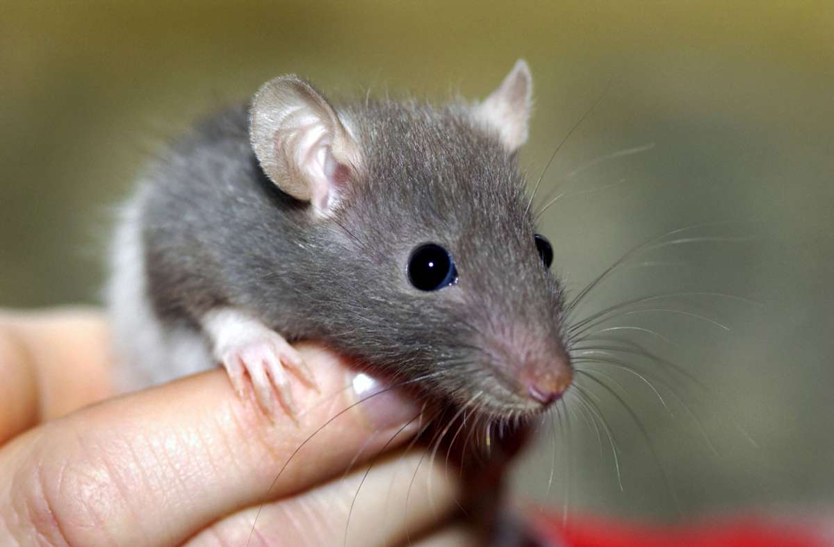 Besondere Haustiere: Auf die Ratte gekommen