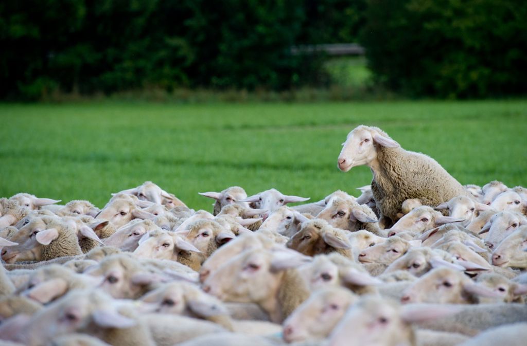 Baden-Württemberg: Polizei rettet Schafe vor Erstickungstod im Zaun