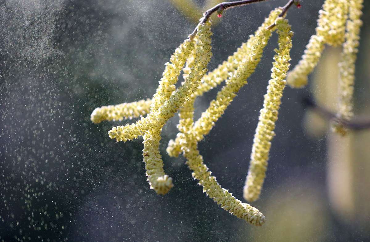 Darum wird die Pollen-Allergie bei Regen schlimmer