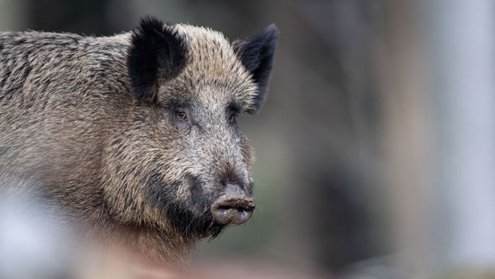 Wildschweine durch Atomwaffentests bis heute stark belastet
