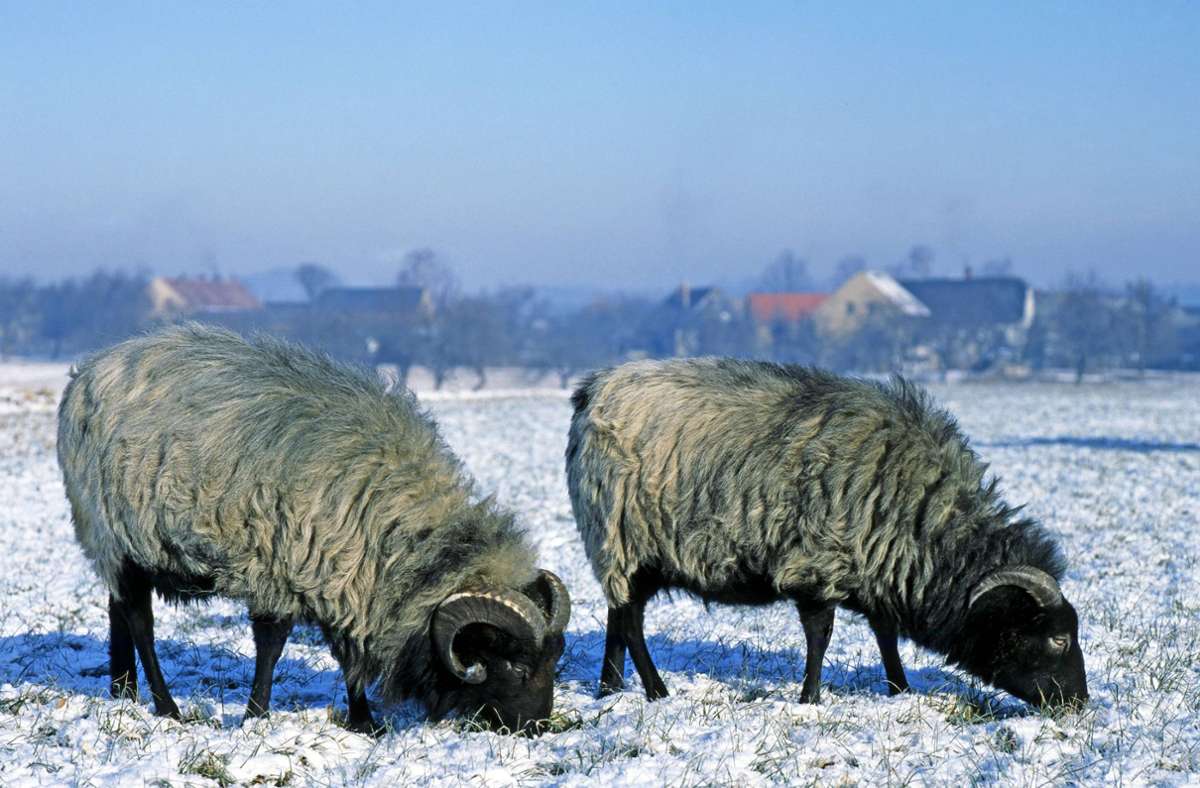 Tierische Einsätze in Metzingen: Schafe und Falke halten Polizei in Atem