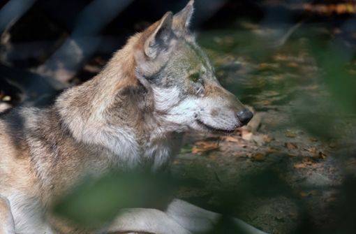Eine Probe soll zeigen, ob wirklich ein Wolf hinter der Attacke steckt. Foto: IMAGO//Martin Wagner