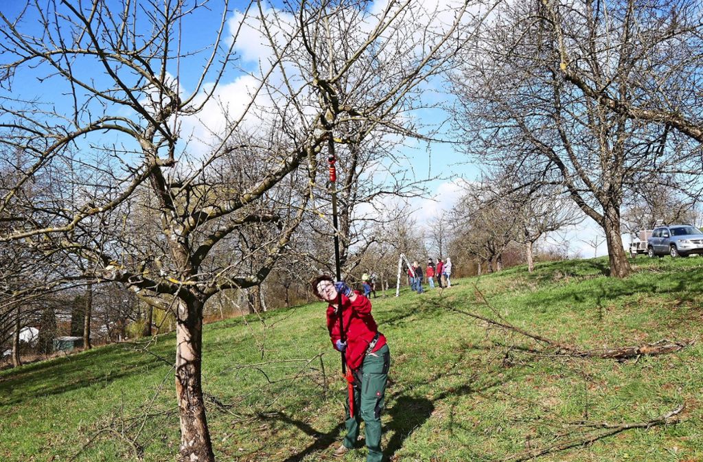 Obstbaumschnittkurs für Frauen: „Schneiden und nicht schnibbeln“