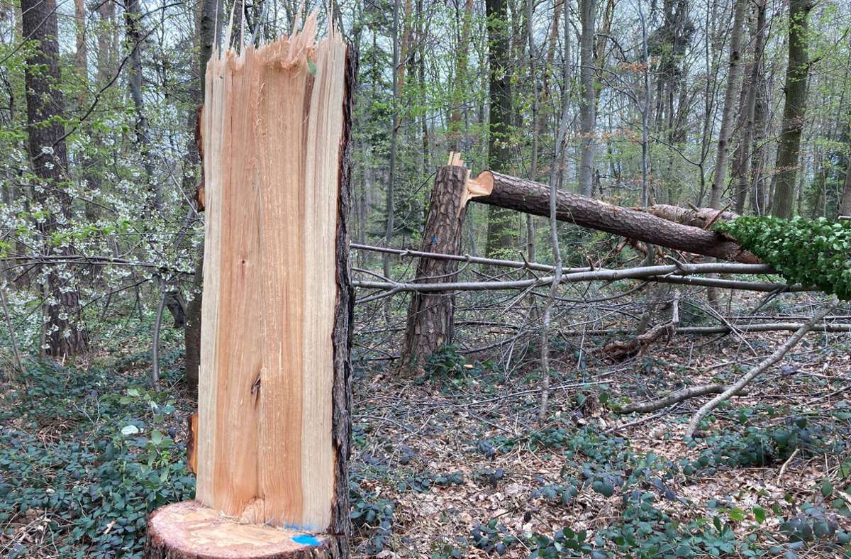 Wegen der laienhaften Fällung können die Stämme nicht als Bauholz verwendet werden.