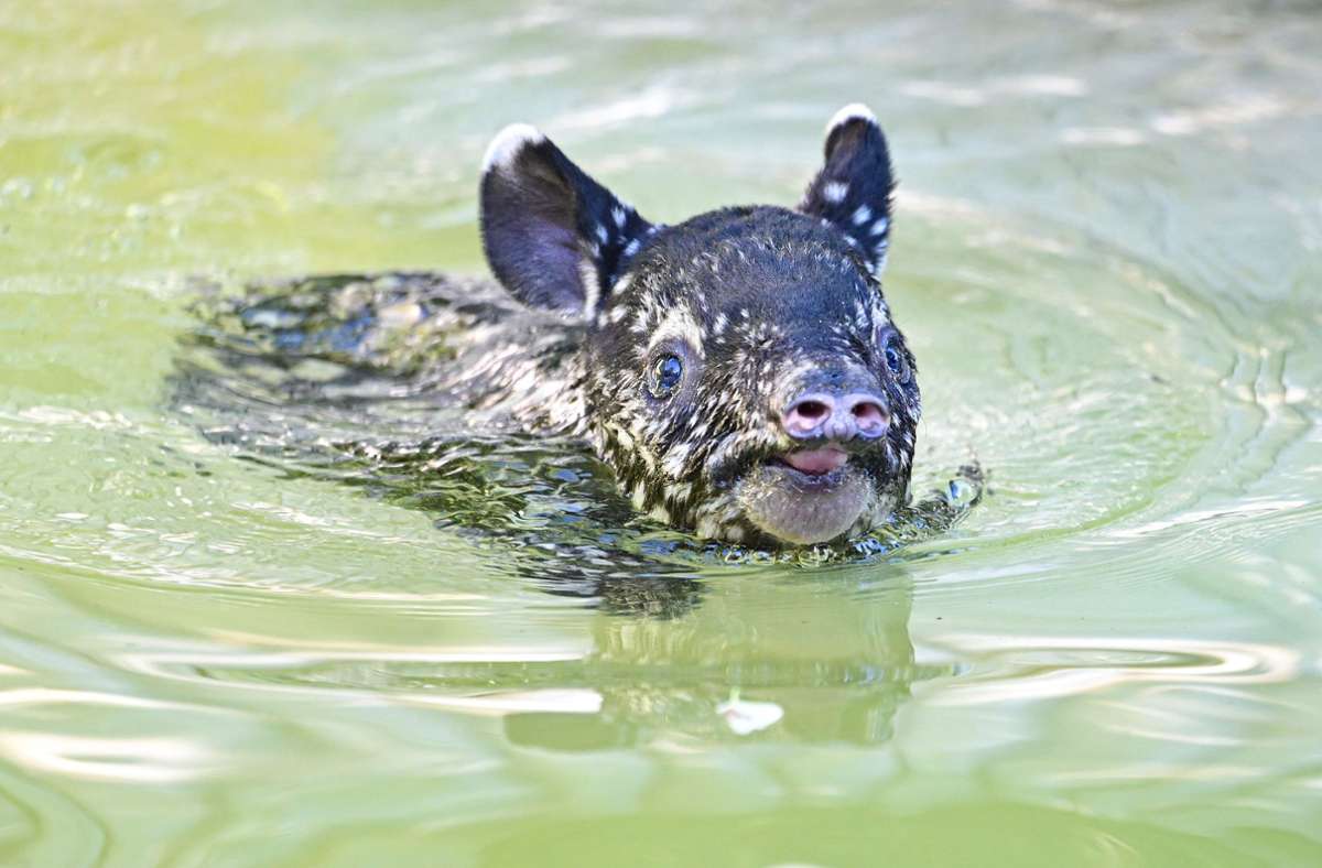 Der kleine Schabrackentapir nahm bei seinem ersten Ausflug ins Freigehege gleich ein Bad. Foto: dpa/Bernd Weißbrod