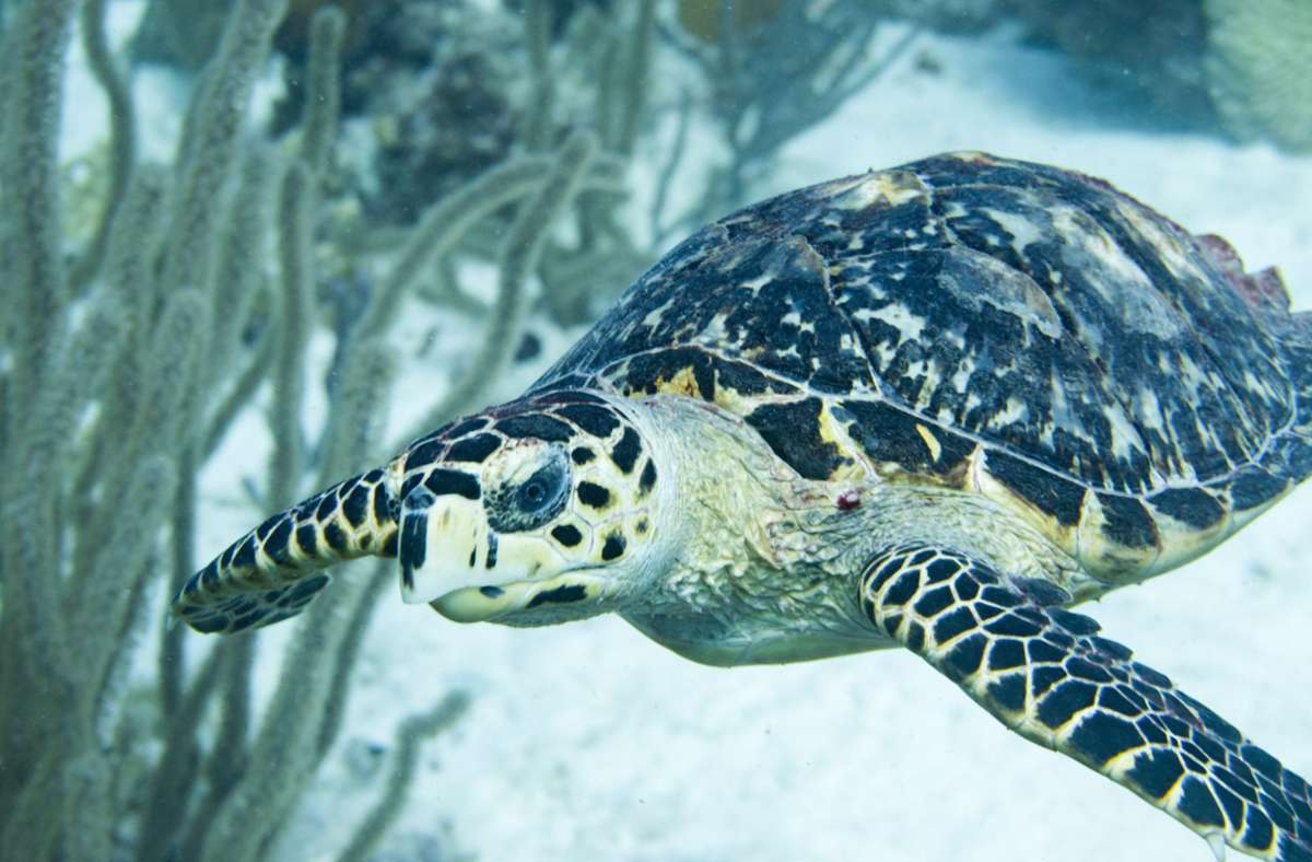 Extremwetter in Texas: Freiwillige retten Meeresschildkröten vor Kältewelle