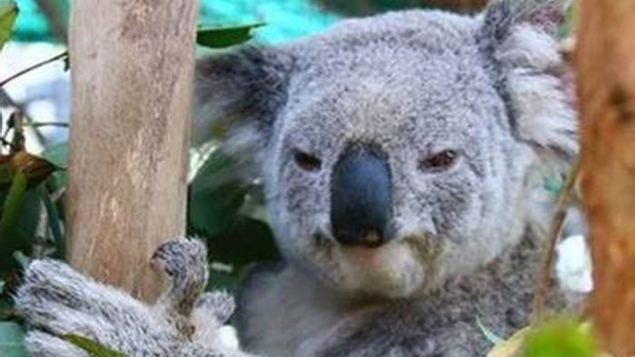 Die wundersame Rettung des angefahrenen Koalas Wazza