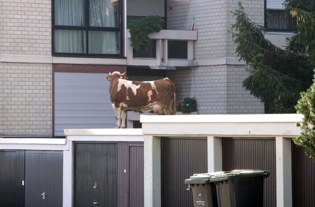 Polizei setzt zur Rettung des Tiers in Maichingen Hubschrauber ein: Kuh in Sindelfingen auf Garagendach unterwegs
