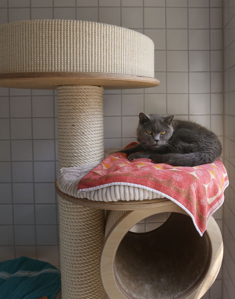 Neubauten für Katzen und Hunde verzögern sich: Neckar-Kies macht Tierheim Sorgen
