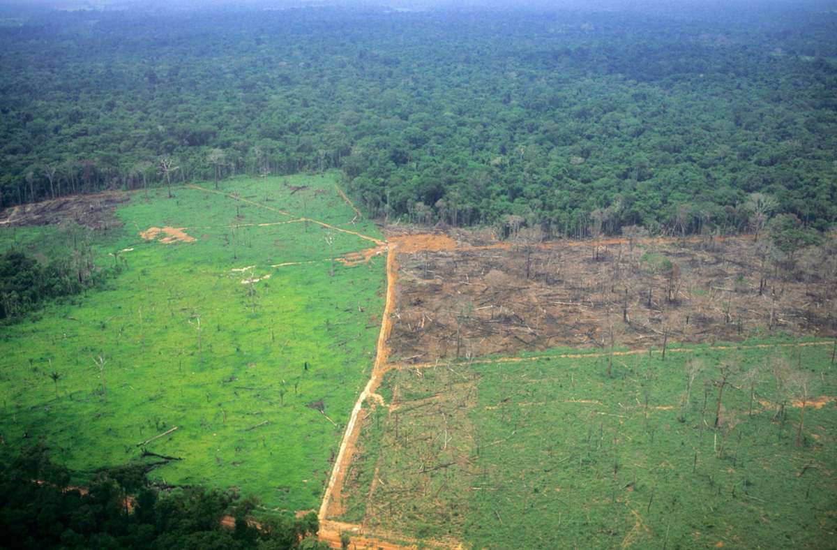 Brasilien: Abholzung des Amazonaswaldes geht rasant weiter