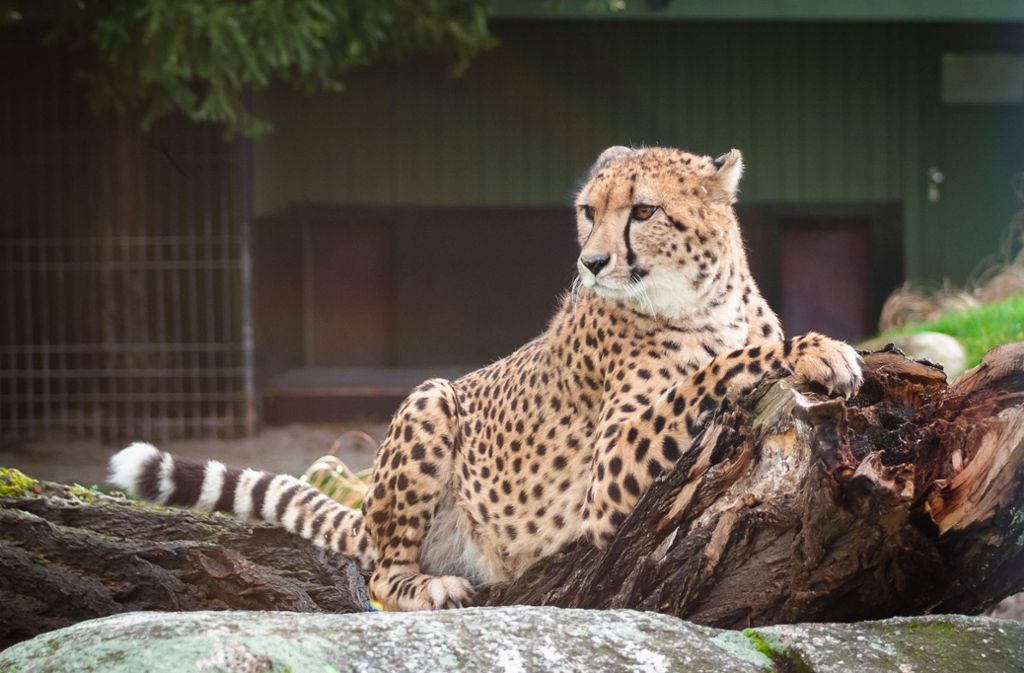 Neue Raubkatzen in der Wilhelma: Deshalb gibt es bald zwei Gehege für Geparden