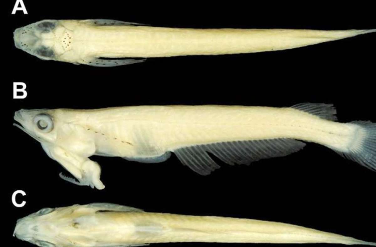 „Phallostethus cuulong“: Der 2009 entdeckte Kehlphallusfisch kommt im Mekong-Delta (Südostasien) vor. Der durchsichtige, zweieinhalb Zentimeter große Fisch trägt sein Genital am Hals. Mit dem Geschlechtsorgan befruchtet das Männchen nicht nur das Weibchen Kopf an Kopf. Er kann es damit auch festhalten.