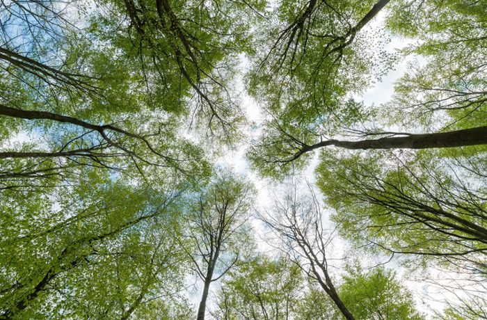 Klimaschutz Kornwestheim: Stadt Kornwestheim verschenkt Bäume