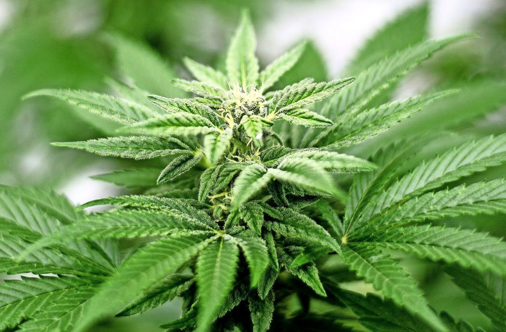 Drogenanbau im Kreis Sigmaringen: Polizei findet mehr als 600 Cannabis-Pflanzen auf Anwesen