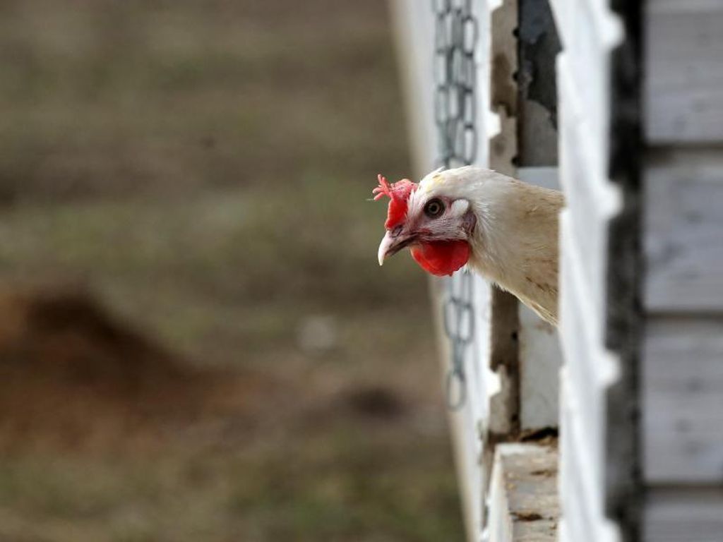 Agrarminister Hauk will Schutz vor Vogelgrippe verstärken