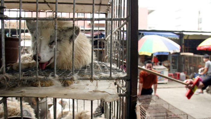 Wildtiermärkte in Asien –  Brutstätten für Krankheiten